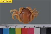 藏品(短指和尚蟹)的圖片